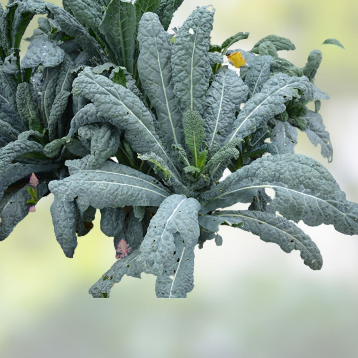 Black of Tuscany Kale Seeds, Heirloom Italian Variety, Organic Non-GMO Brassica oleracea var. sabellica for Gardening