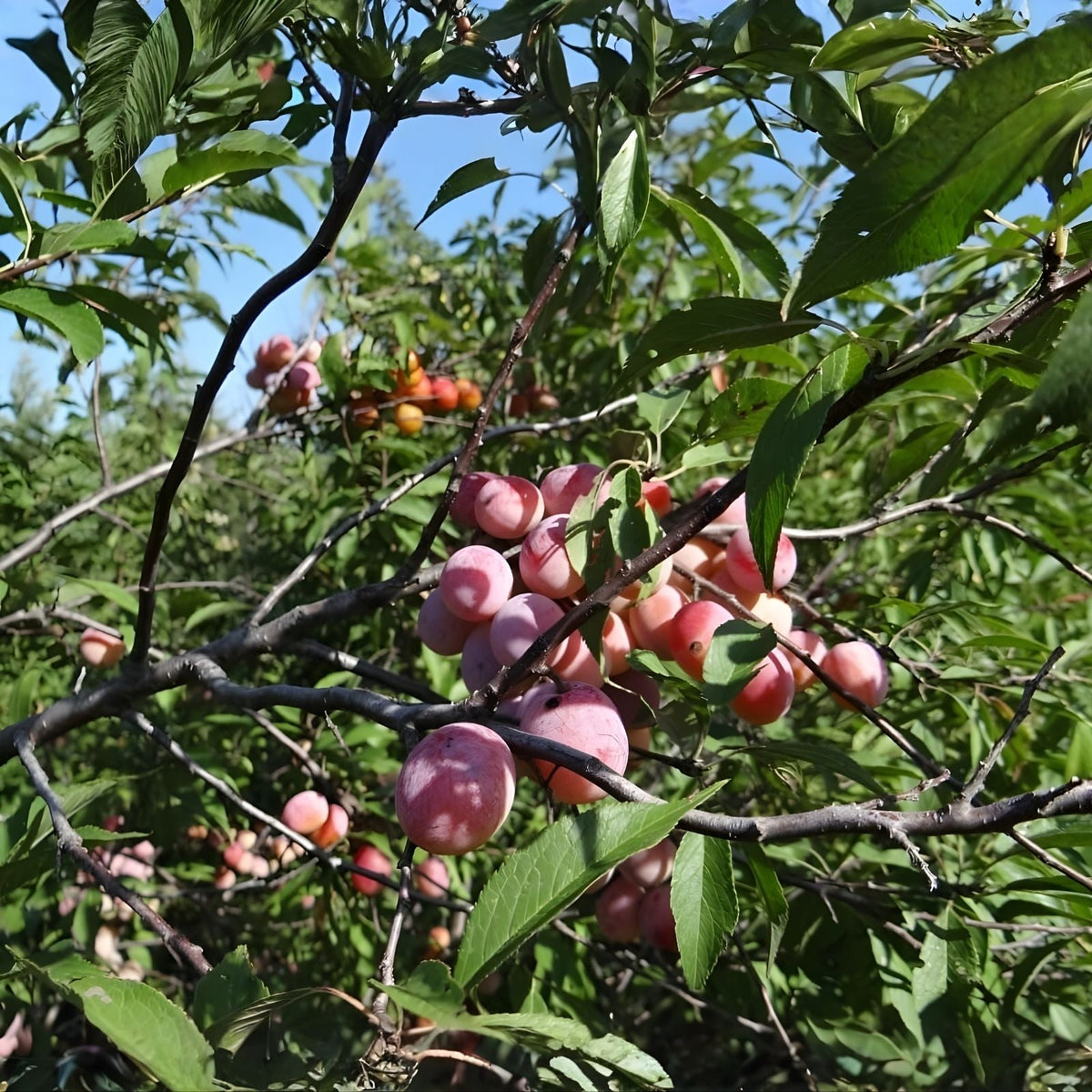 Wild Plum Tree Live Plant Set of 2, 12-18 Inches, Prunus spp., Hardy Zones 5-9, Freshly Dug, 1-2 Years Old