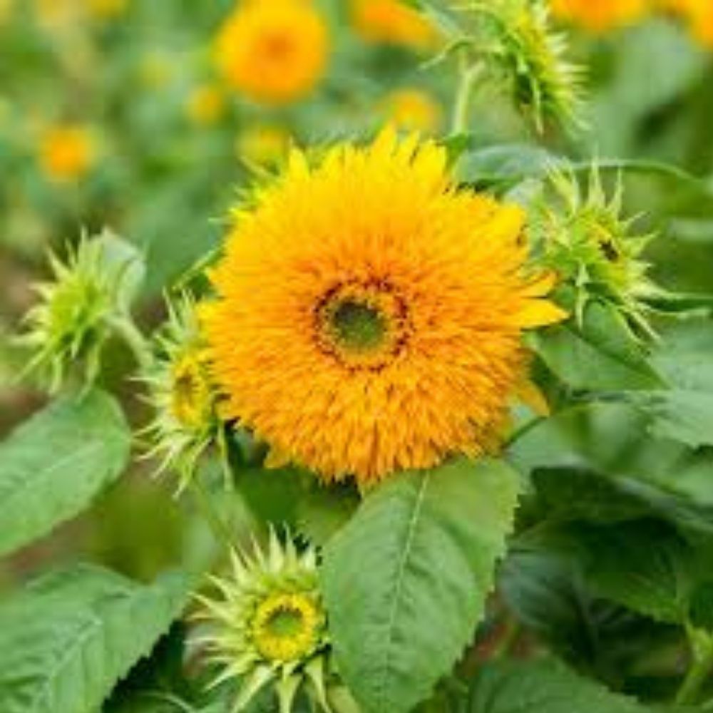 Sunflower Seeds 50 Organic Sungold Dwarf Teddy Bear Helianthus annuus USA Grown