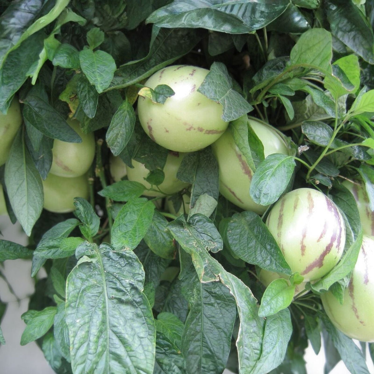 Purple Pepino Melon Cuttings – 6 Fresh Edible Solanum muricatum 'Stripey' for Gardening, Fruit Plant, Edible Plant Propagation