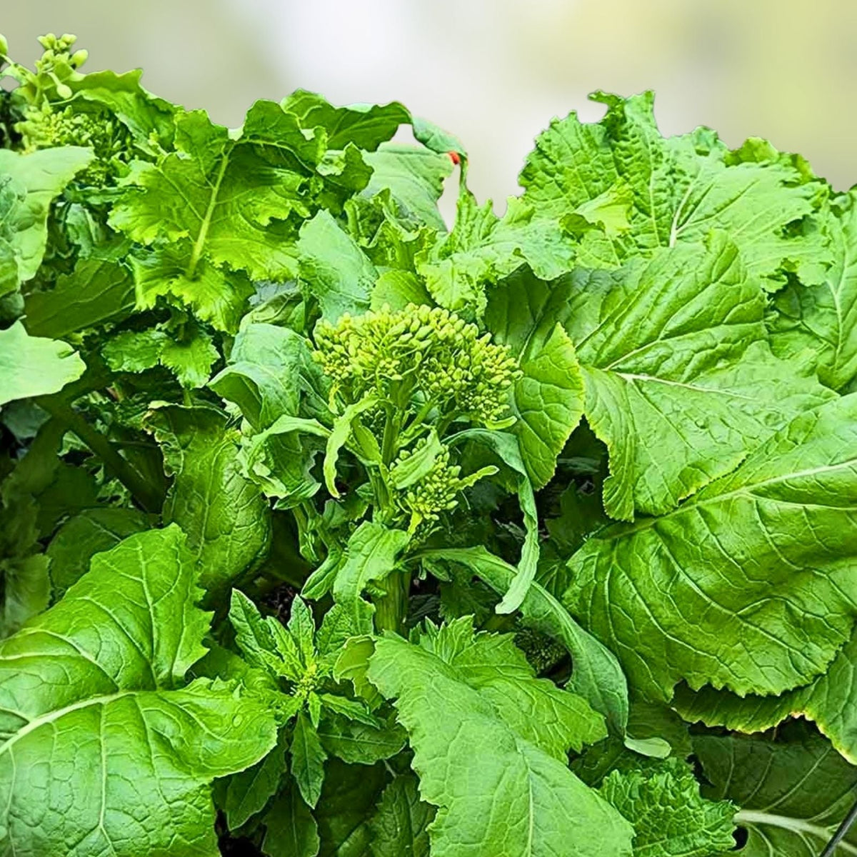 Heirloom Broccoli Raab Seeds 100 Count - Non-GMO Rapini Vegetable Seeds - Brassica rapa
