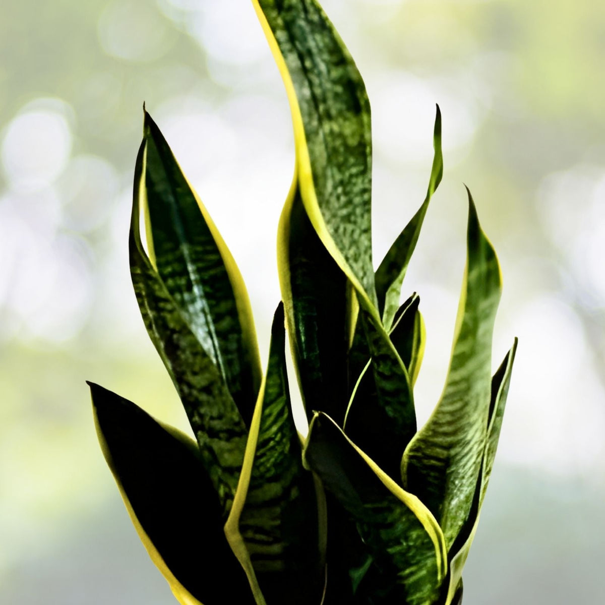 Rare Dark Desire Wandering Dude Cuttings - Rooted Tradescantia Jose Puig - Unique Houseplant for Collectors