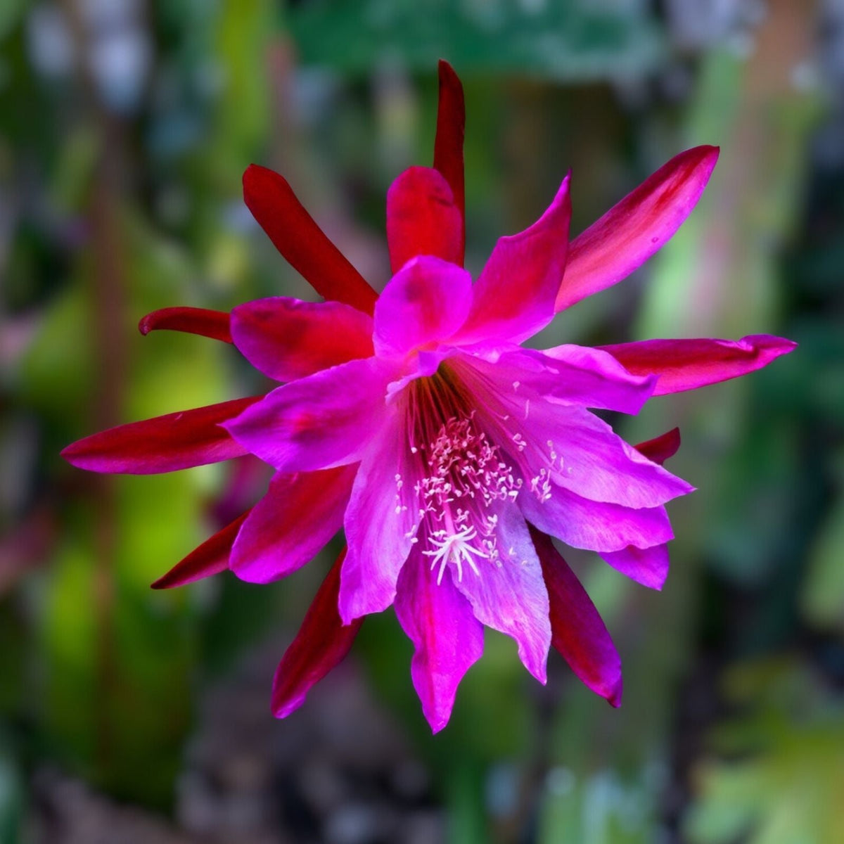 Epiphyllum Cutting X-Large Purple Flower Orchid Cactus Succulent Plant - 8" Long Stem
