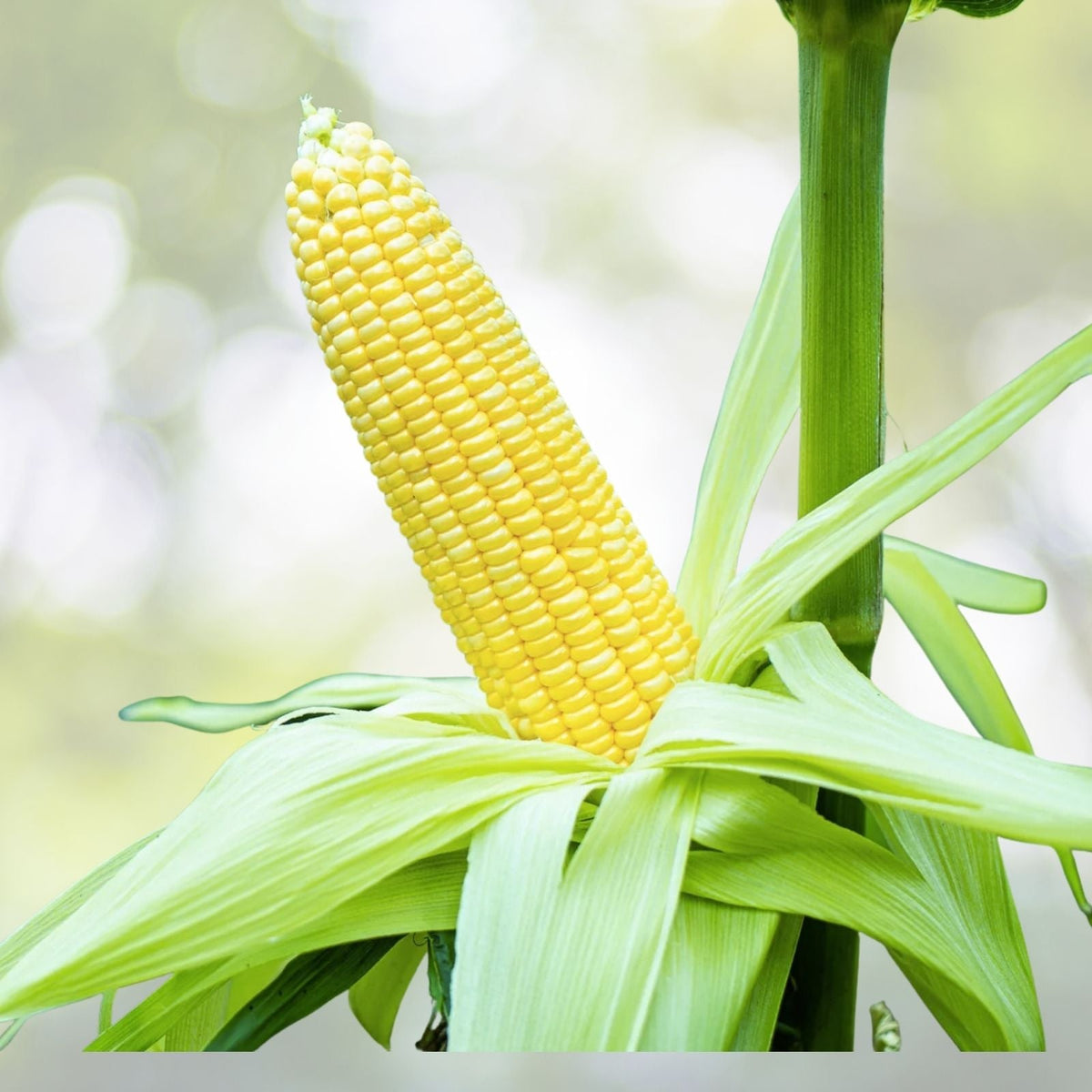 Truckers Favorite Corn Seeds | NON-GMO Heirloom | Fresh Garden Seeds | Zea mays