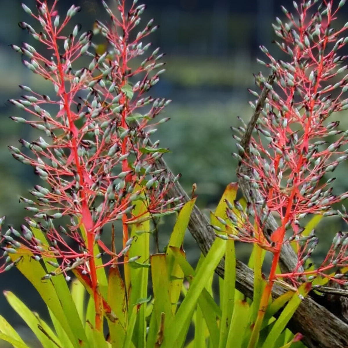 Jungle Book Plant 9" Pot Portea Burgundy Lime Green Leaves Coral Berry Bloom Indoor Outdoor Care