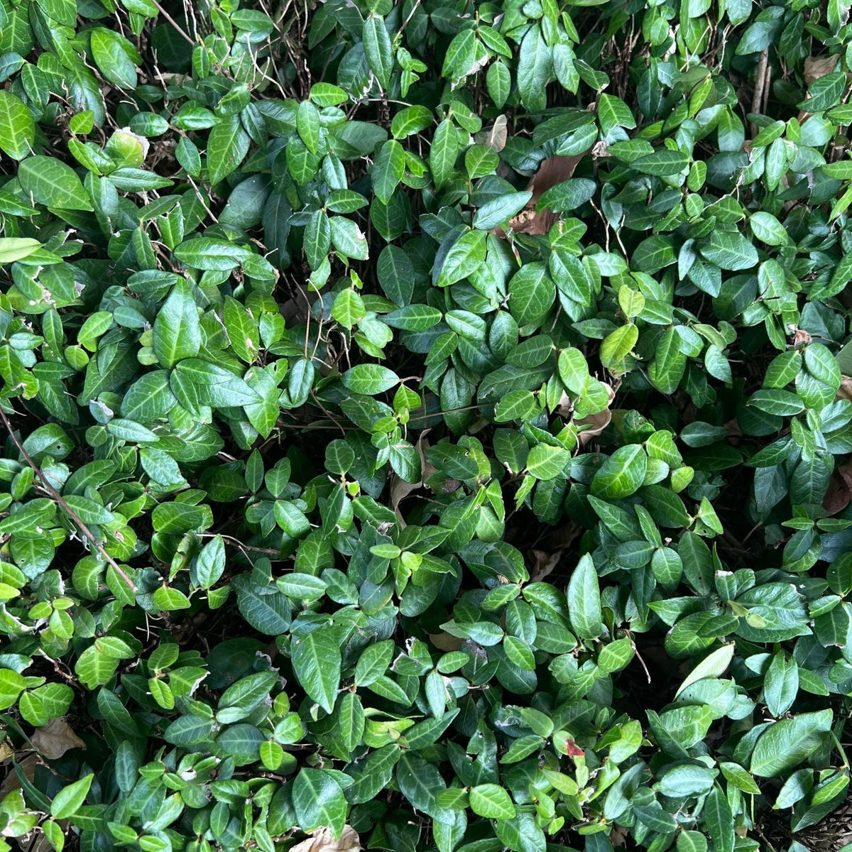 Wintercreeper Rooted Plants 5 pcs Evergreen Ground Cover Euonymus fortunei Hardy Garden Vines for Landscaping