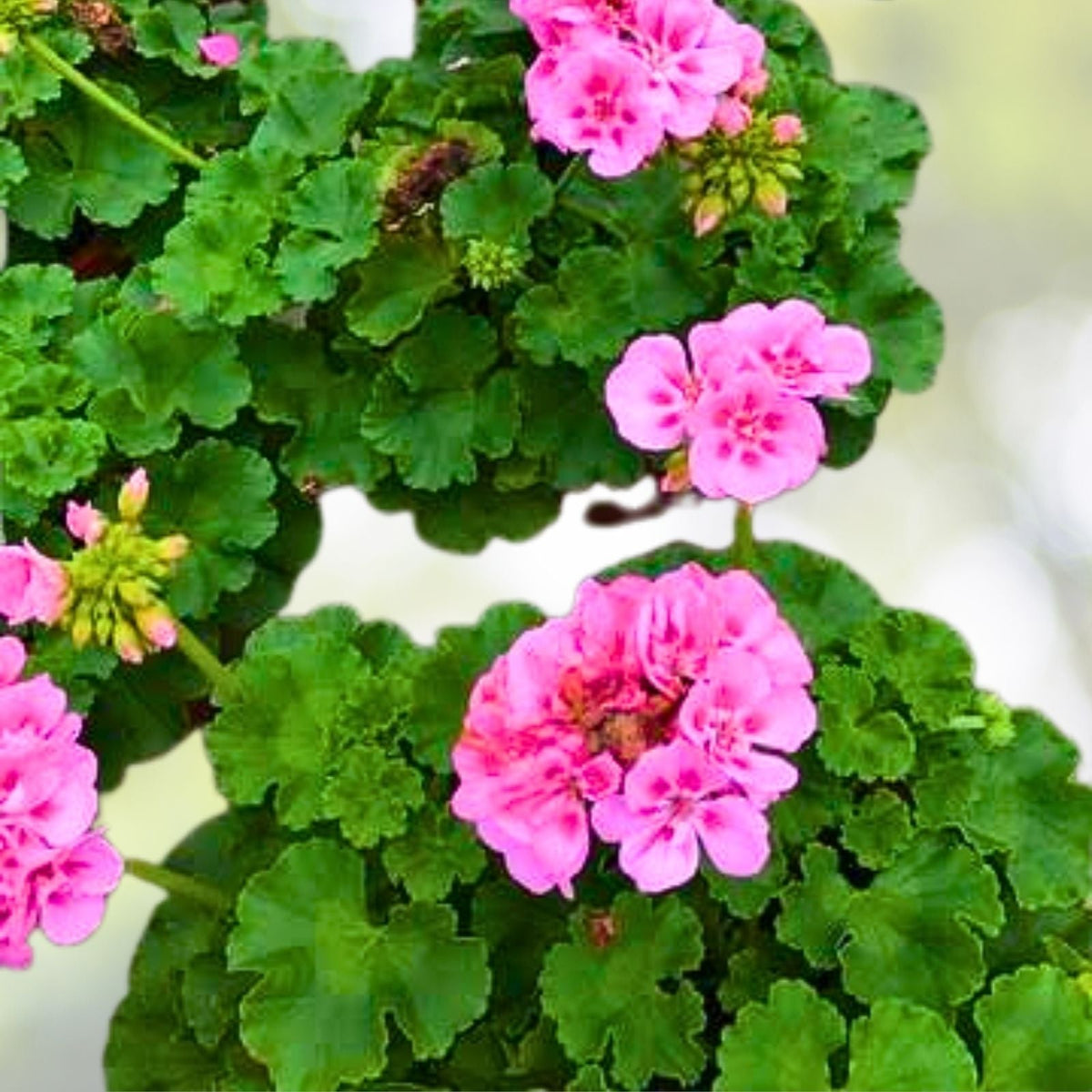 Fragrant Light Pink Geranium Cuttings - 3 Rooting Cuttings (Pelargonium) - Fast Shipping, Ideal for Gardens or Containers