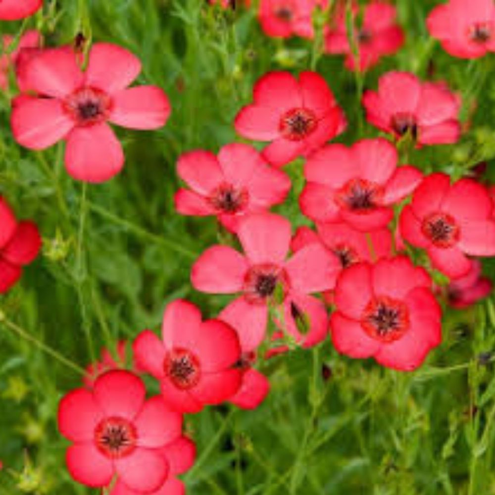 Organic Red Scarlet Flax Seeds 200 Count USA Grown Non-GMO Heirloom Quality for Gardening and Planting Linum Usitatissimum