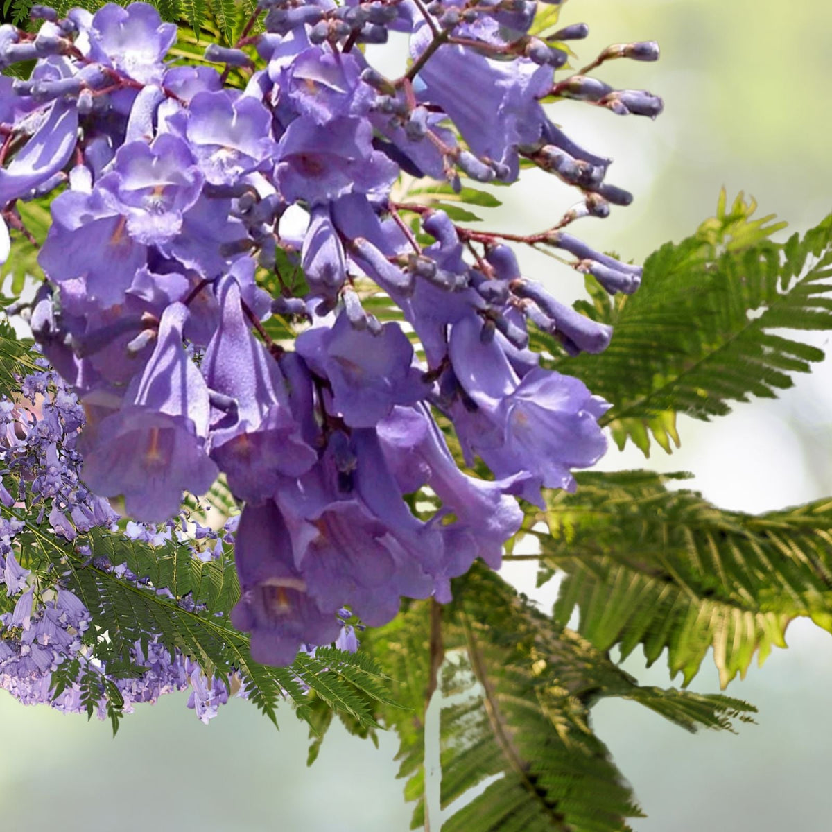Blue Jacaranda Tree Plant Live 8 to 10 Inches Jacaranda Mimosifolia Tropical Flowering Tree