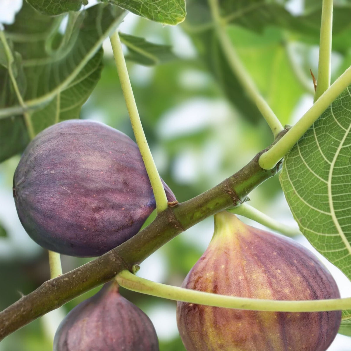 Olympian Fig Tree Plant - 3-8 Inches - Ficus carica - Live Starter Plant - Sweet Purple Fruit, Self-Pollinating
