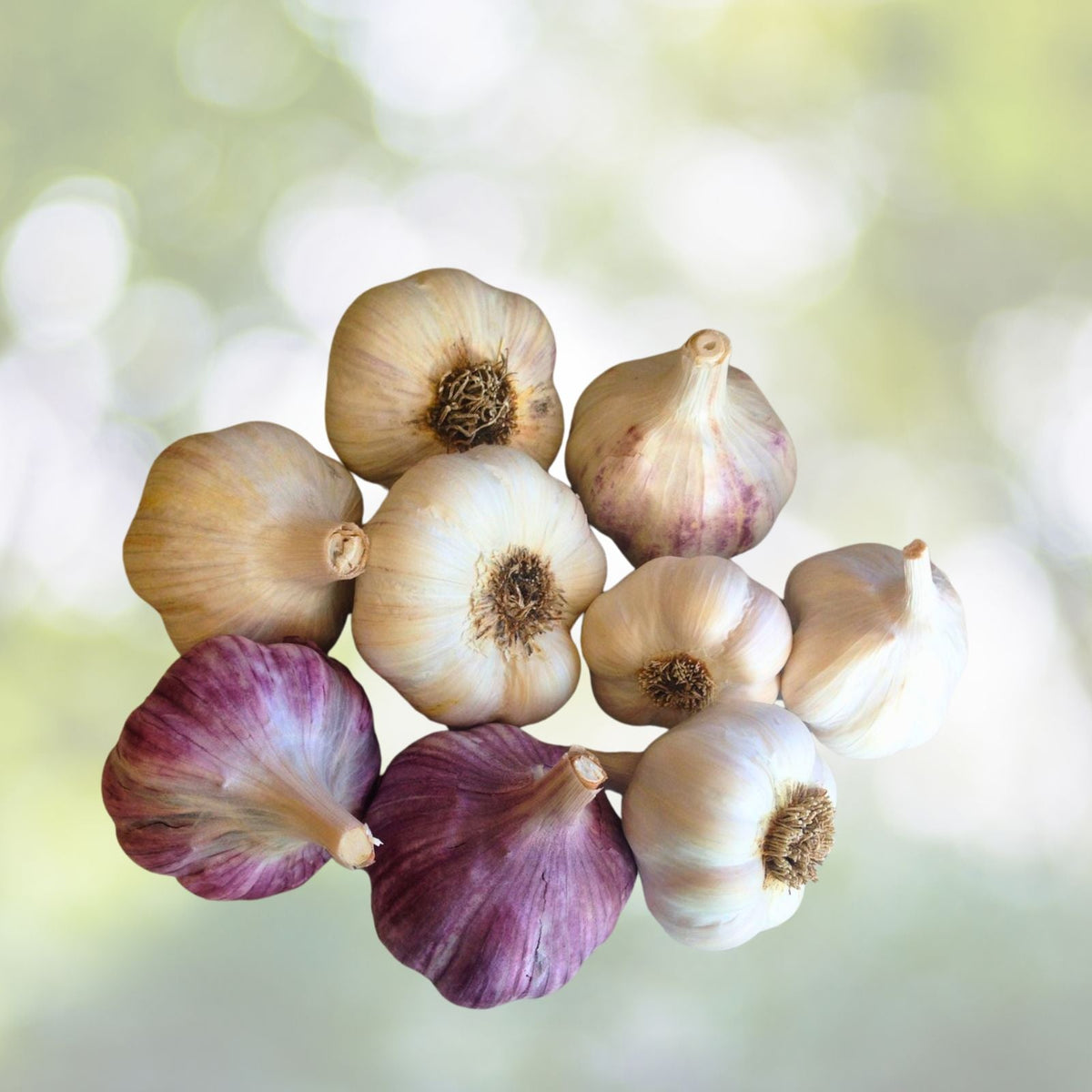 Organic Large Garlic Cloves Seeds for Planting Allium sativum 12 Pack