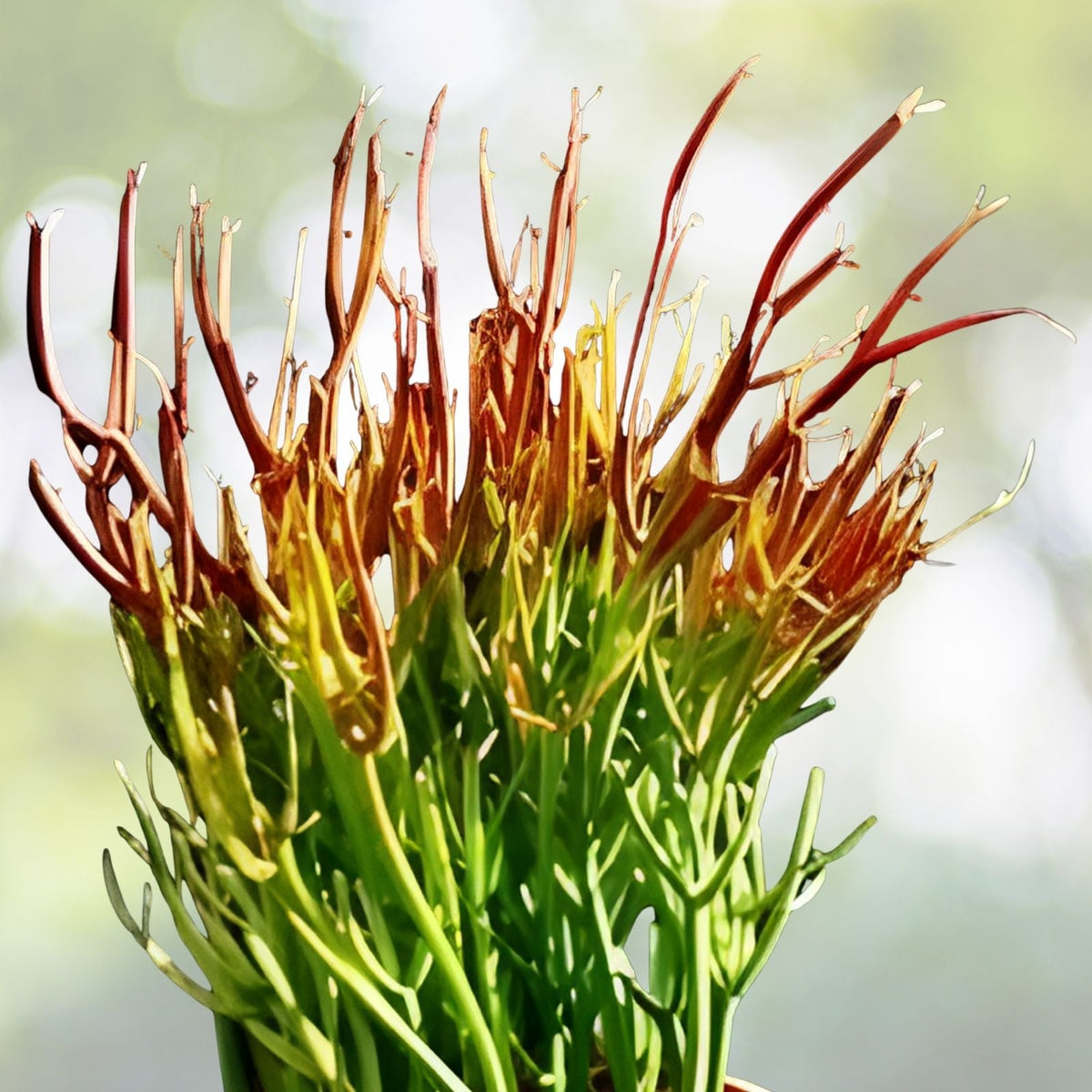 Pencil Cactus Cuttings - 10 Firesticks Succulent Cuttings - Easy to Grow Euphorbia tirucalli - Drought Tolerant Indoor Plant