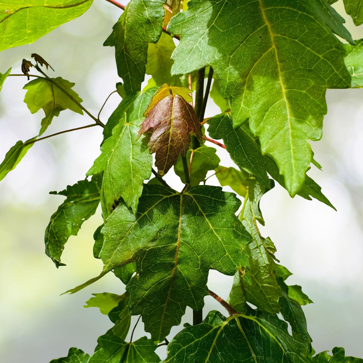 Florida Red Maple Trees 4" to 8" Live Seedlings Acer Rubrum Vibrant Fall Foliage, Ideal for Landscaping