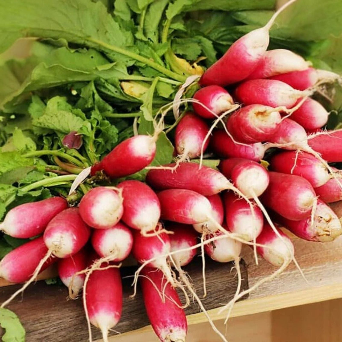 Heirloom Radish Seeds French Breakfast Variety Non-GMO 1000 Seeds Raphanus sativus for Home Gardening