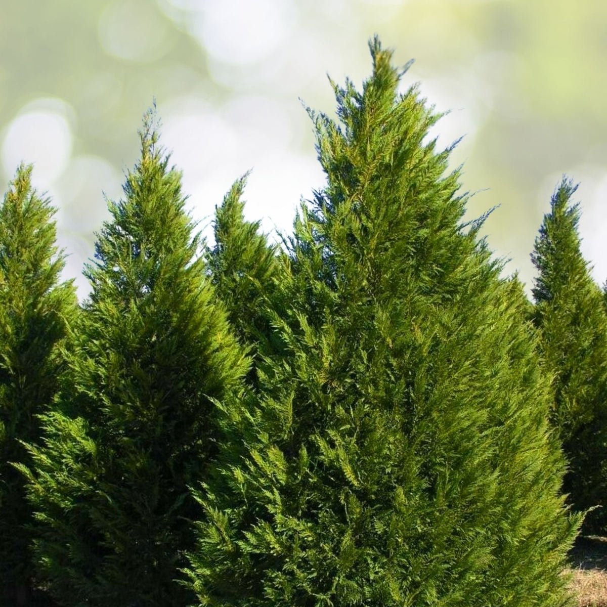 Leyland Cypress Tree Cuttings - Fresh Non-Rooted Cuttings for Privacy Screen - Fast-Growing Evergreen (Cupressus × leylandii)