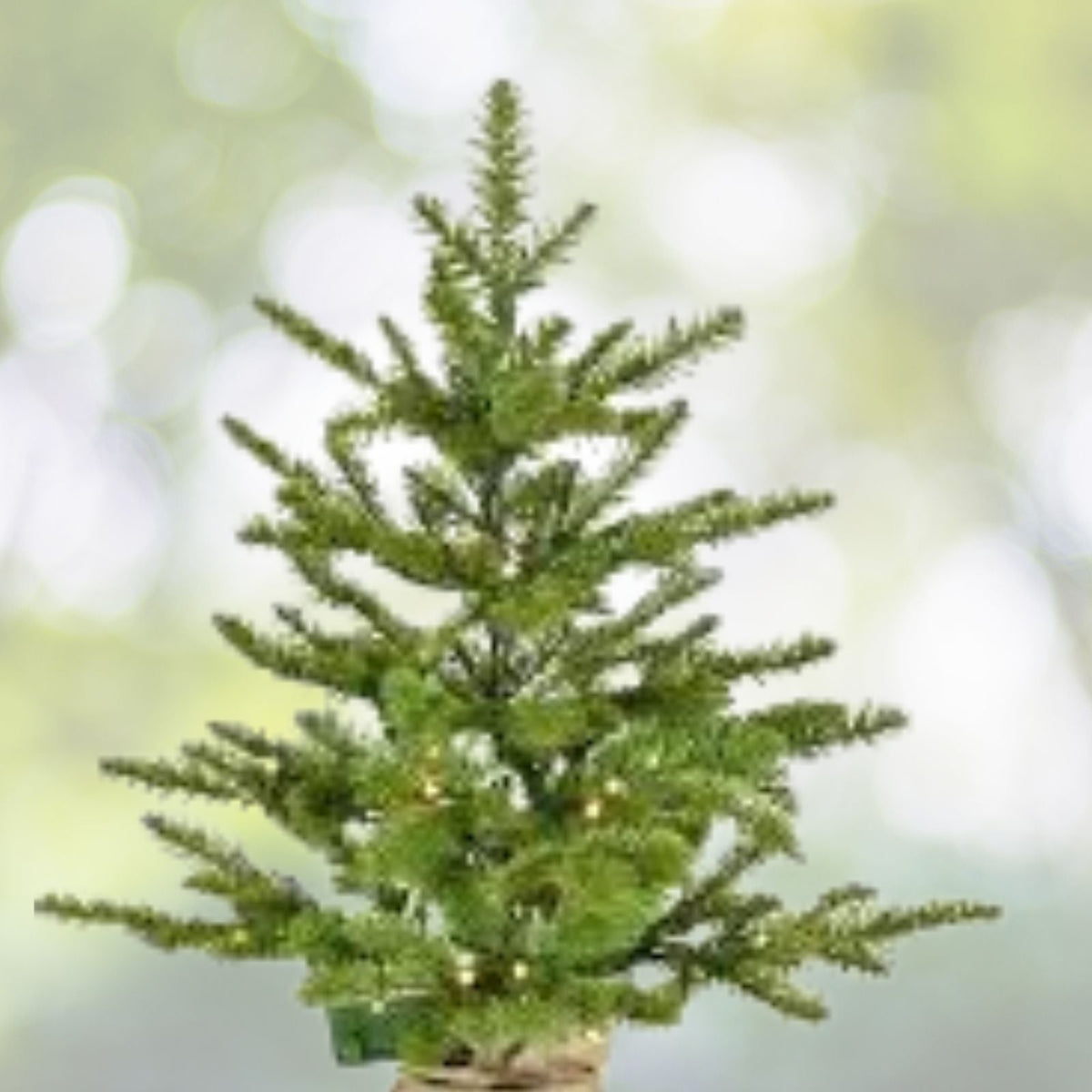 Noble Fir Live Trees Set of 3, 10 16" Tall, Christmas Tree, Abies procera, Free Shipping