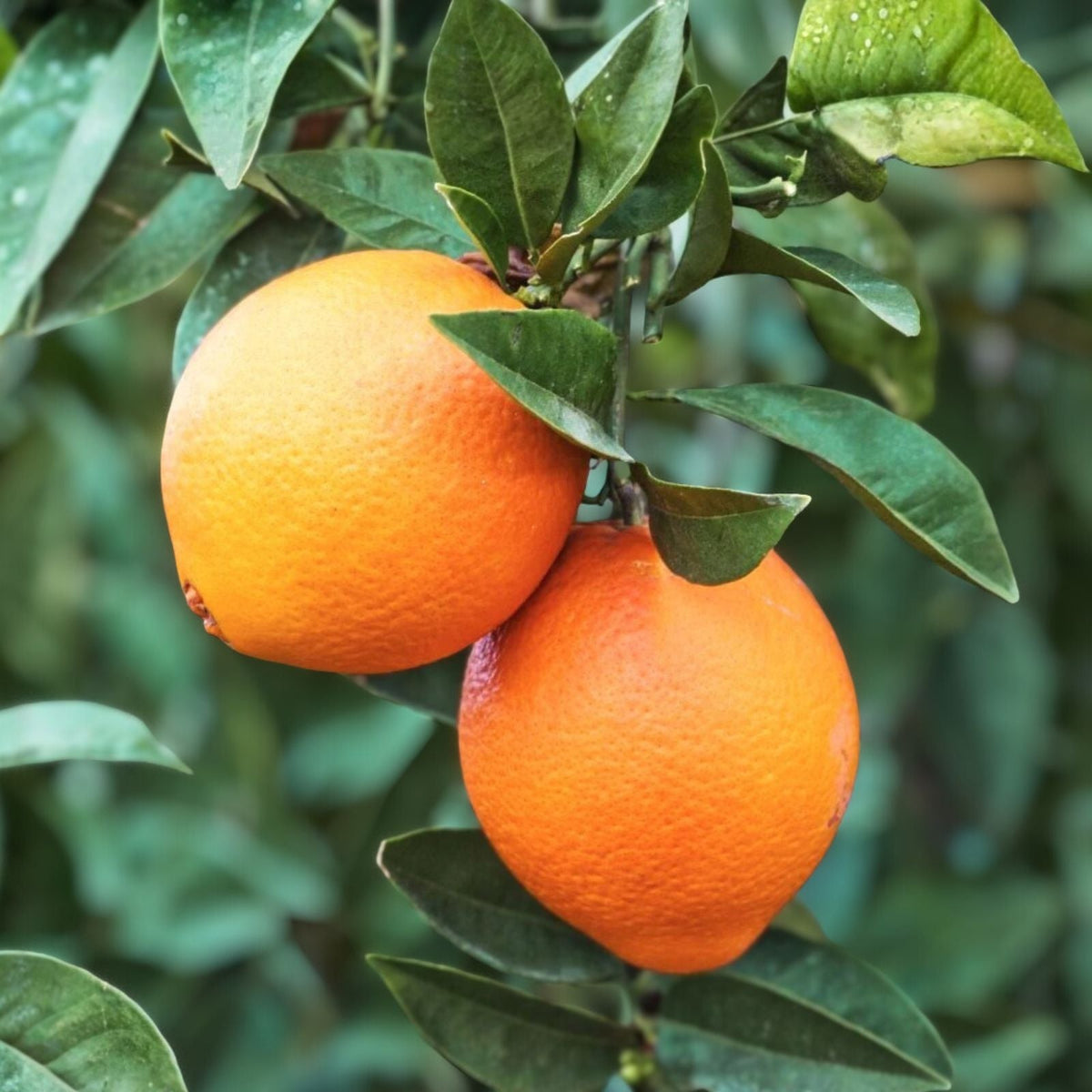 Grafted Red Navel Orange Tree - 3-4 Feet - Citrus sinensis - Potted Fresh Fruit Plant for Home Garden