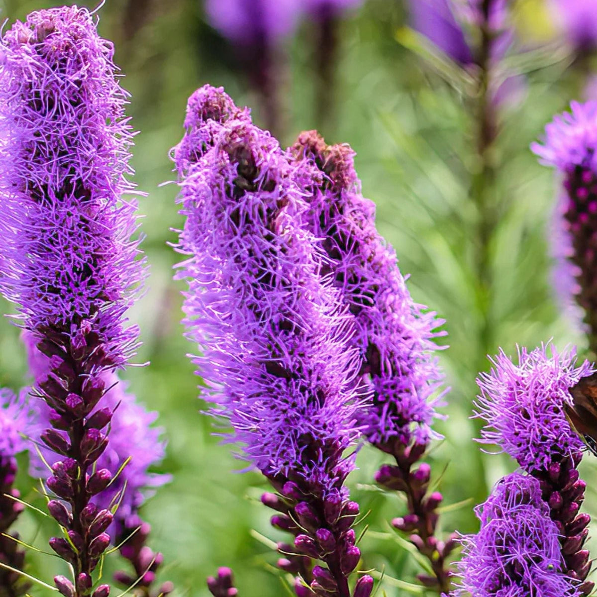 Liatris Spicata Bulbs 10 Pack Purple Blazing Star Corms Perennial Drought Tolerant Butterfly Attracting