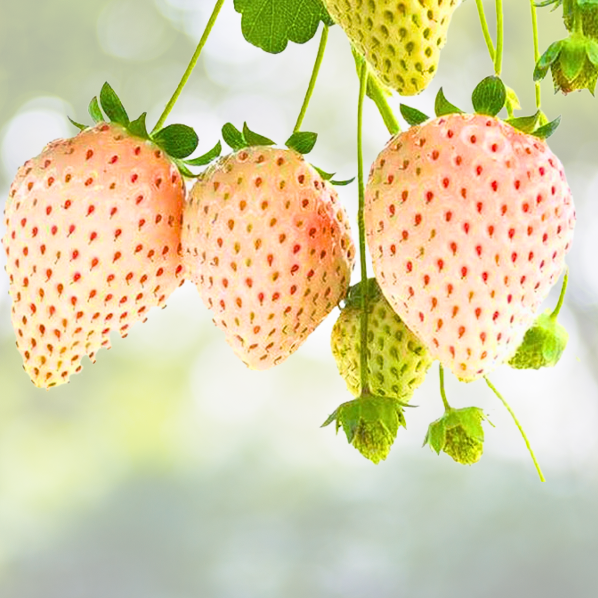 Rare Milk Strawberry Seeds, 200pcs, Non-GMO Perennial Herb, Fragaria vesca