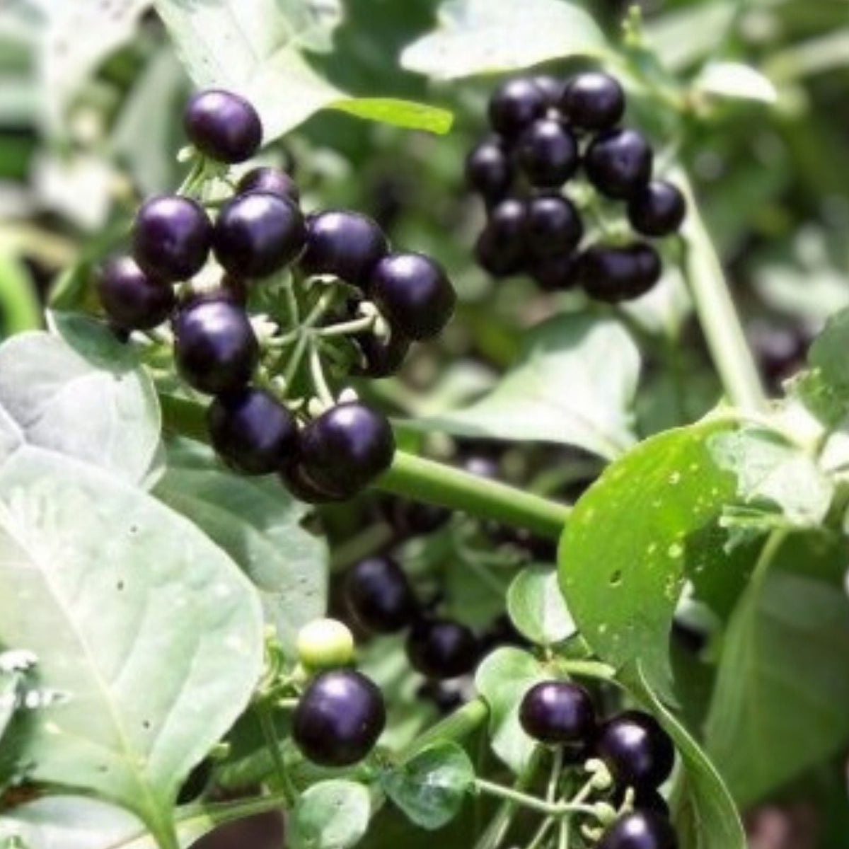Huckleberry Seeds Non-GMO Solstice Variety 125/300/500 Count for Gardening and Planting Vaccinium membranaceum