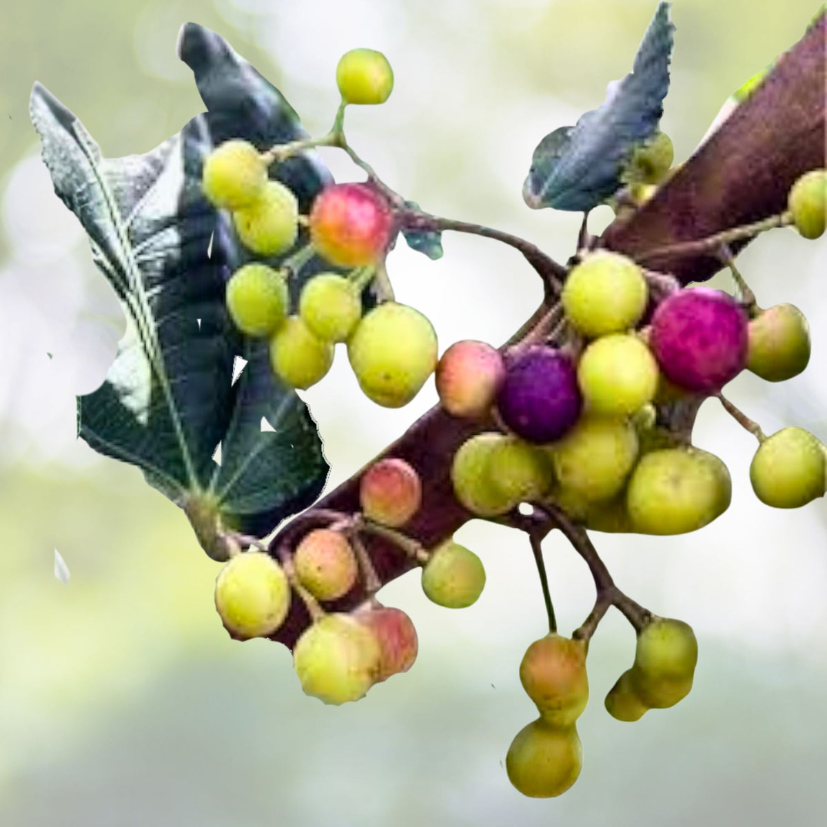 Sherbet Berry Plant Starter - Grewia asiatica - Edible Fruit - Drought Tolerant Shrub - Antioxidant Rich Berries