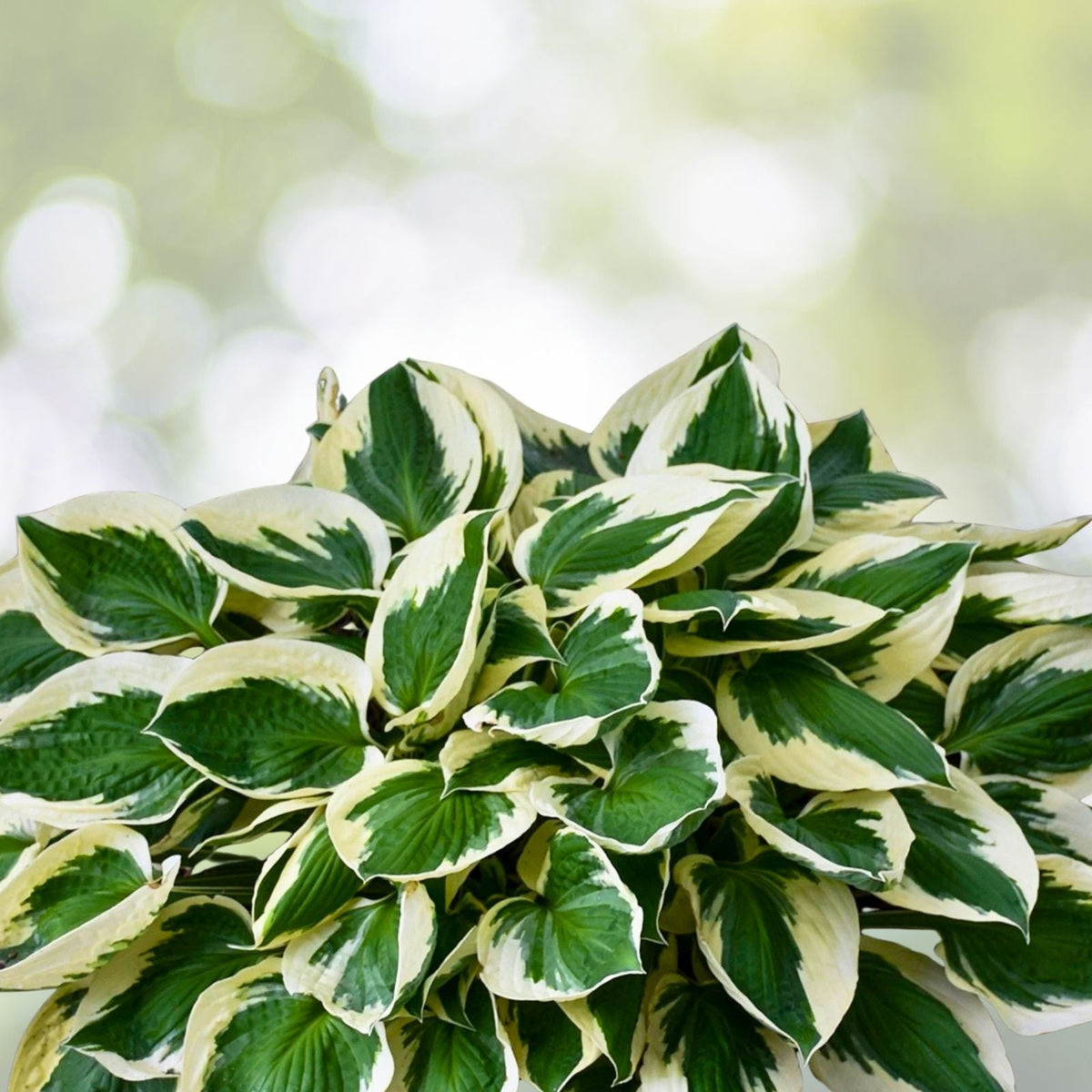 Patriot Variegated Hosta Root Plant - Large Size, Shade-Loving, White Margins, Hosta 'Patriot'