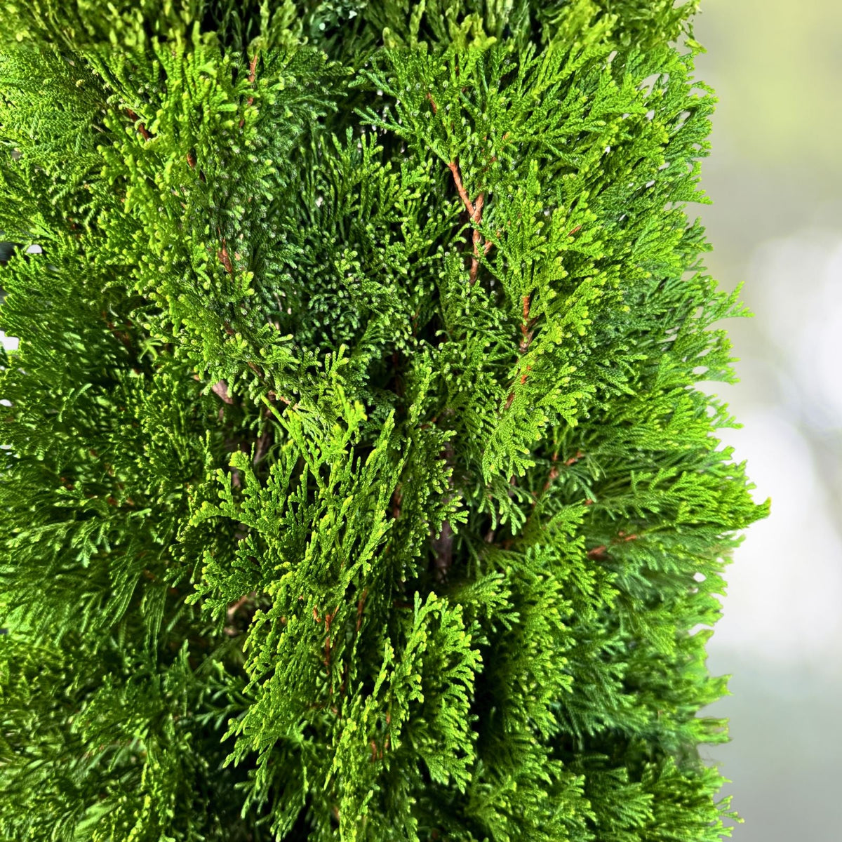 Emerald Green Arborvitae Trees Starter Plants - Thuja occidentalis 'Emerald Green' for Privacy Landscaping - 20 Pack