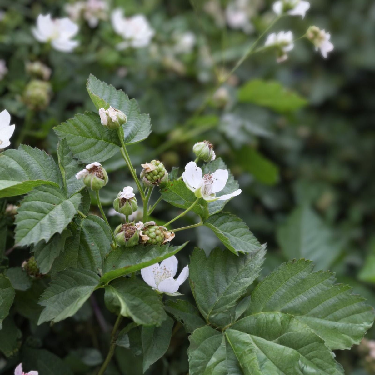 Blackberry Cuttings 6 8" Unrooted Organic Rubus fruticosus USA Wild Planting