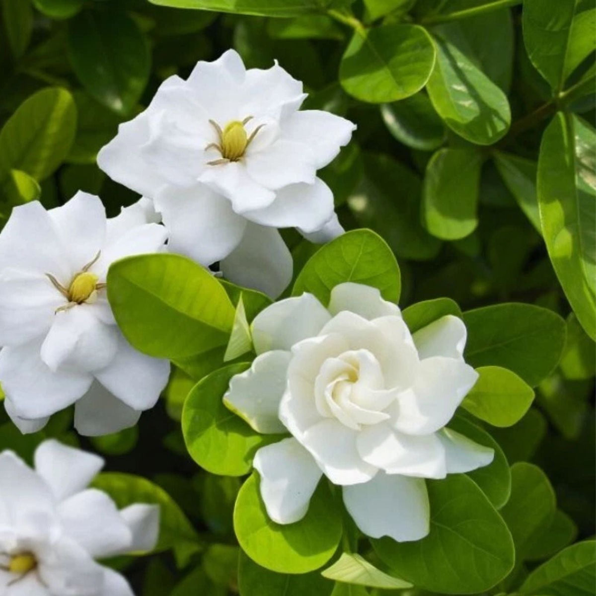 Aimee Gardenia Jasmine Live Plants 6 8 Inch No Pot Gardenia jasminoides