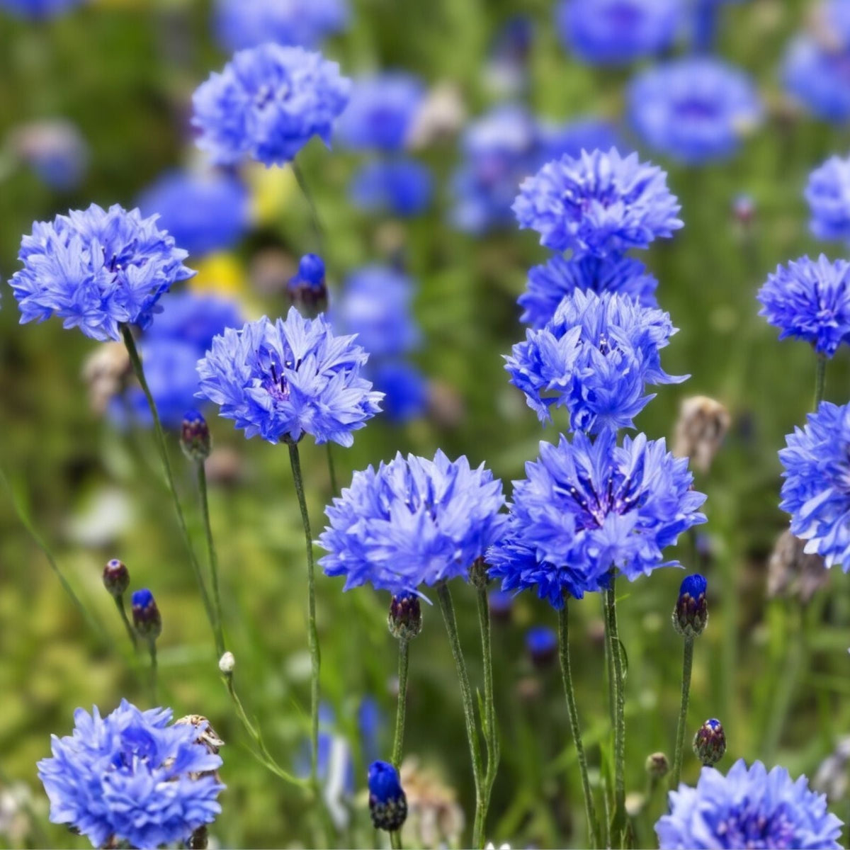 Dwarf Blue Bachelor Button Seeds - 100+ Centaurea cyanus Border Flower, Ornamental Garden Flower, Blue Color