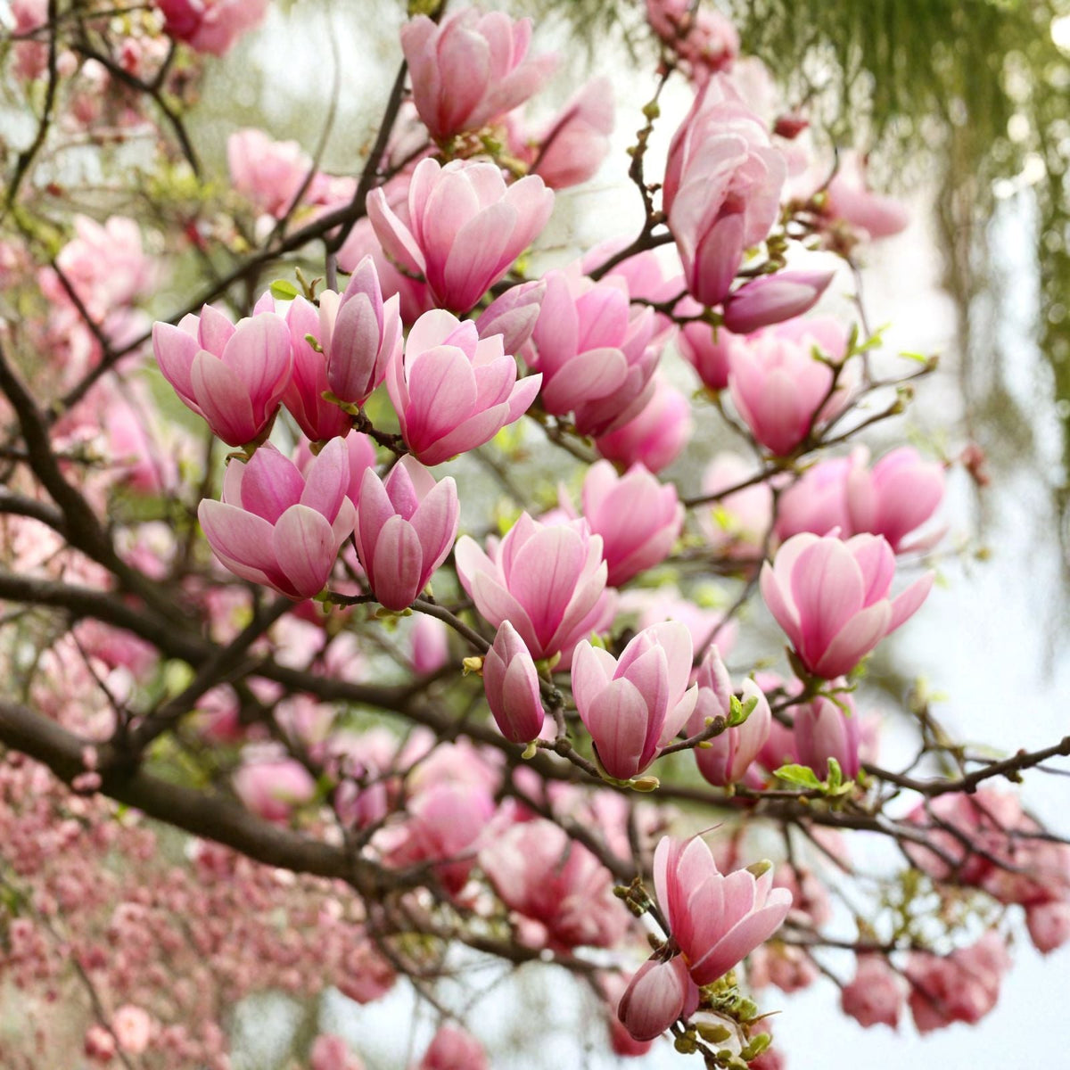 Ann Magnolia Tree Shrub 6 12" Tall Live Plant in 2.5" Pot Potted Seedling (Magnolia 'Ann')