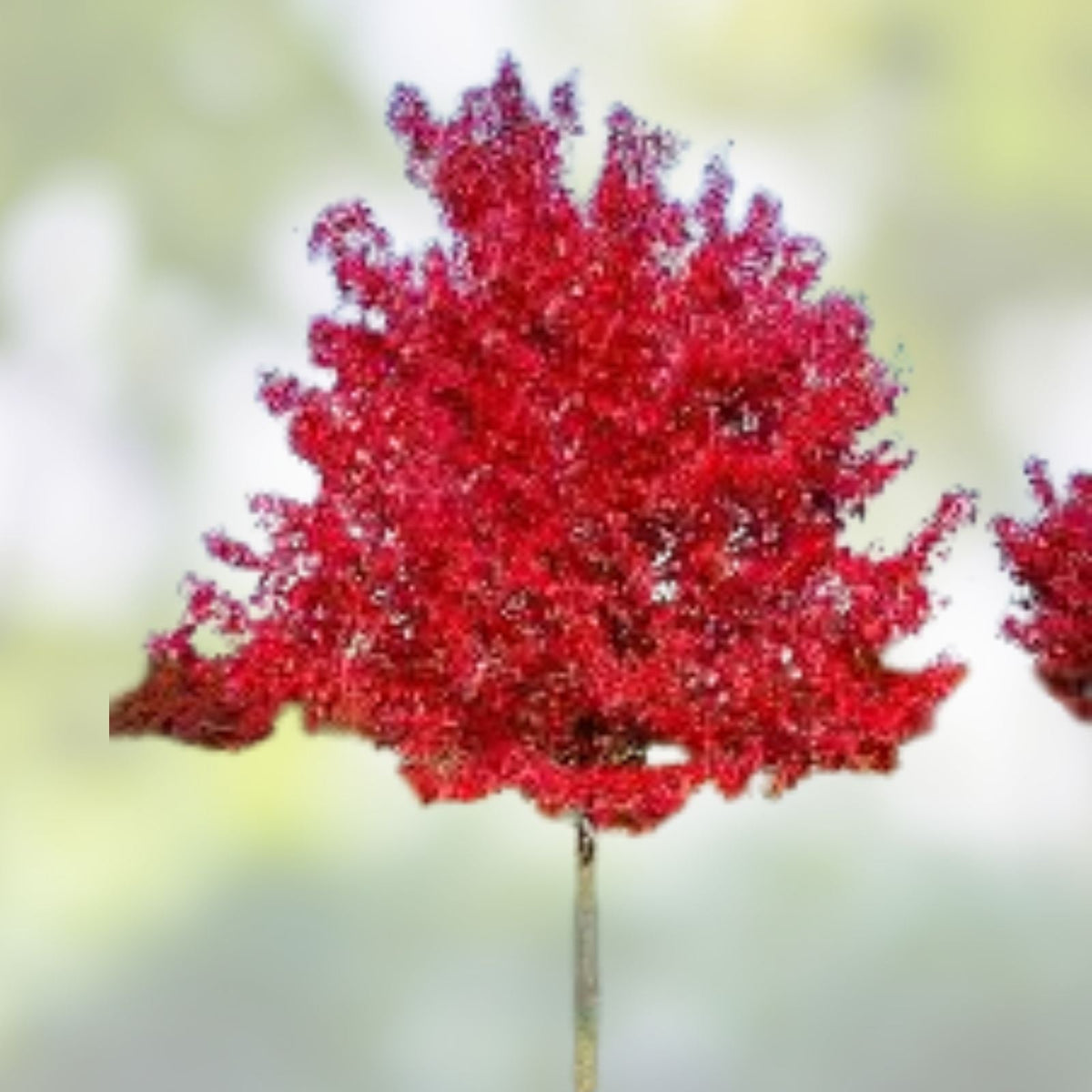 Red Maple Tree 2 Seedlings | Live Plants for Landscaping & Reforestation | Acer rubrum | Deciduous Tree Seedlings