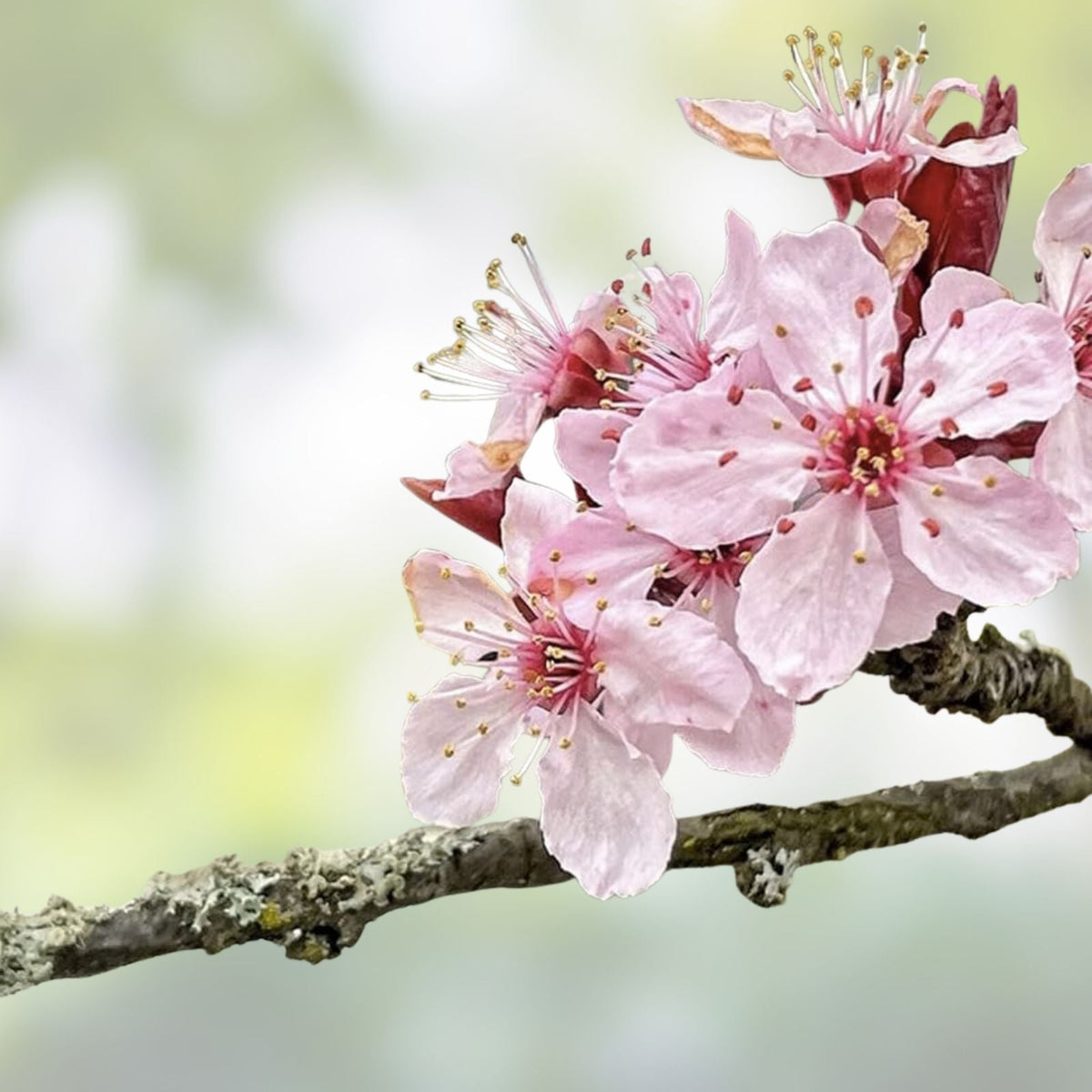 Japanese Cherry Blossom Bonsai Seeds - 10 Flowering Sakura Seeds - Prunus serrulata - Ornamental Tree Seeds
