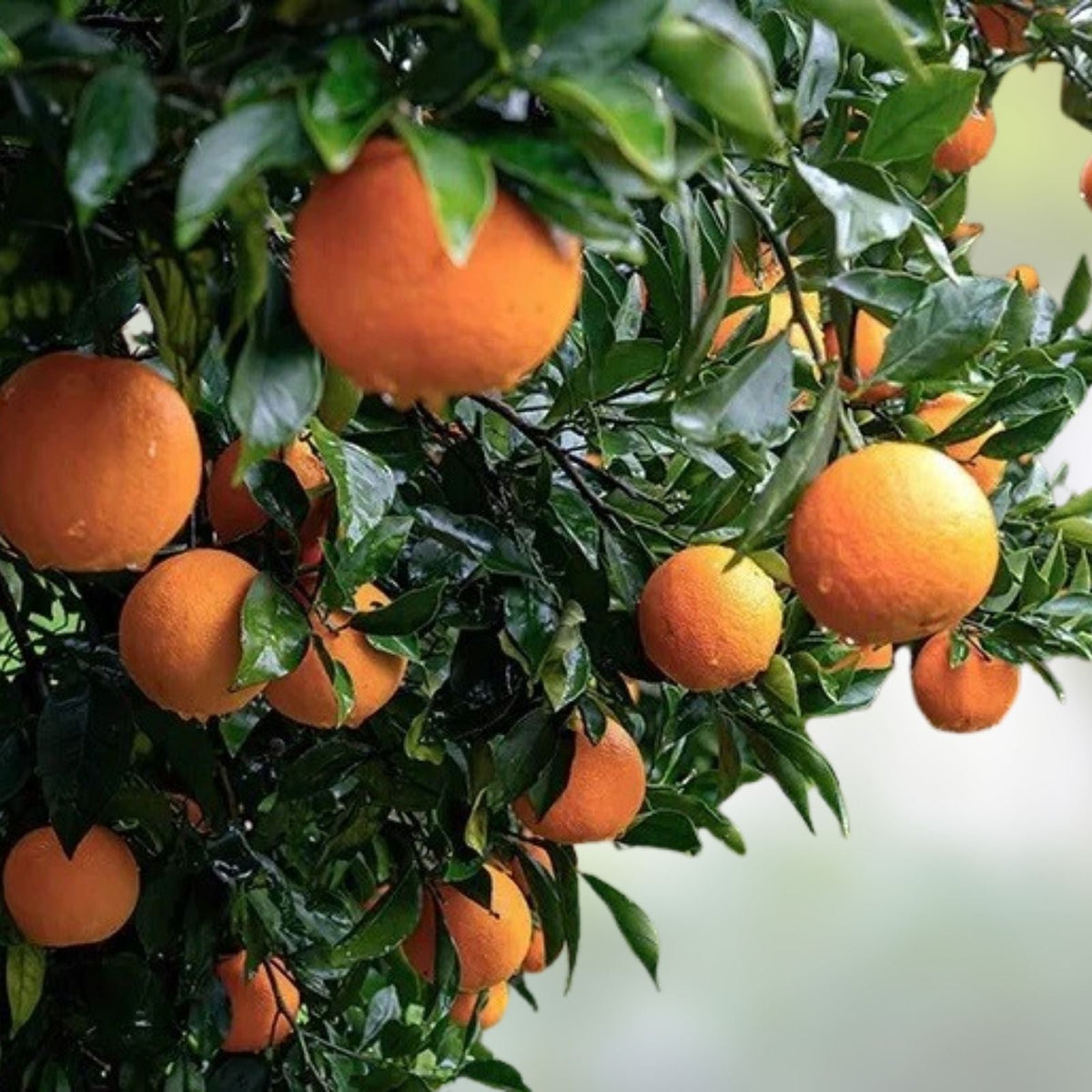 Orange Fruit Tree Scions Cuttings 6-8 Inches for Rooting Grafting Citrus sinensis