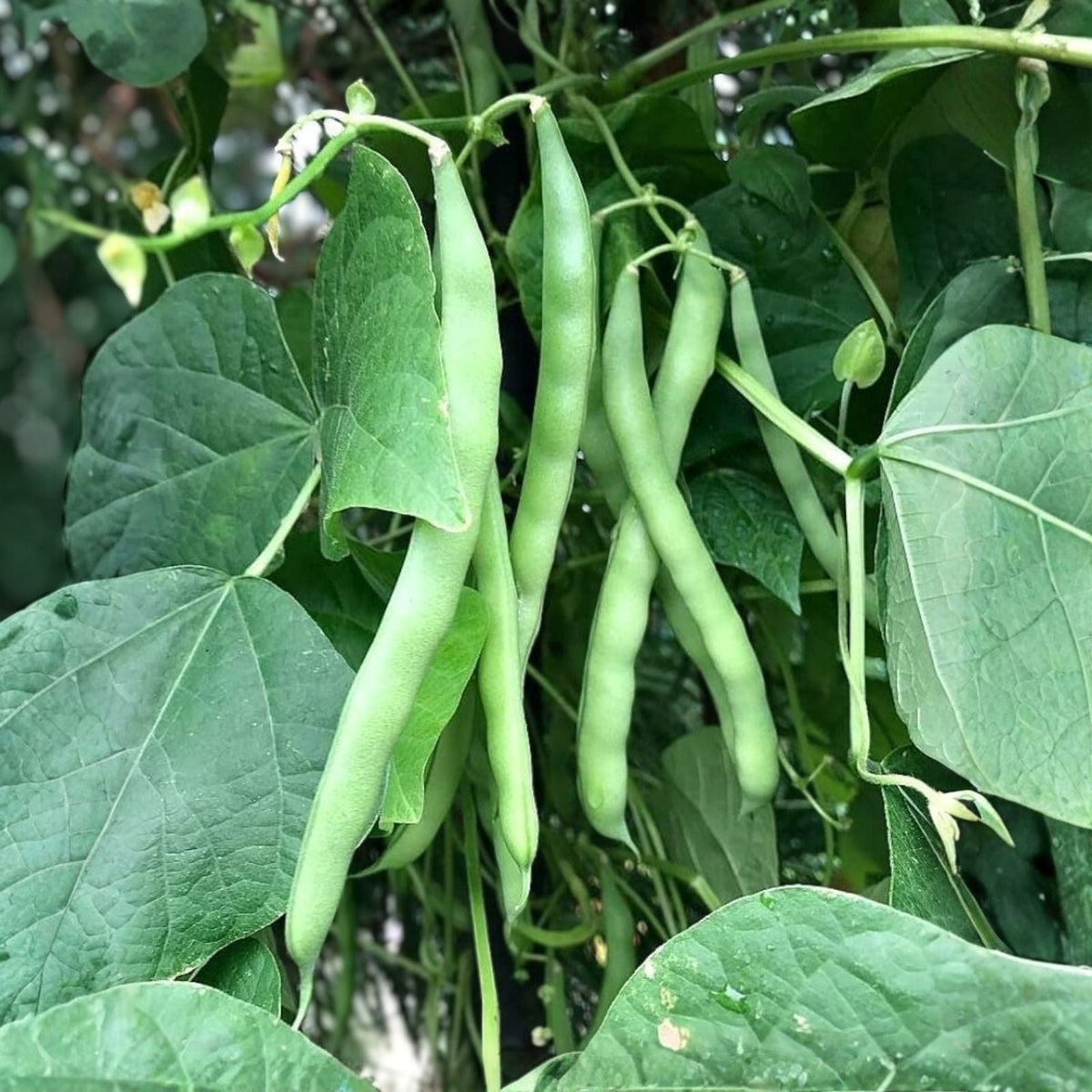 Heirloom Bean Seeds Mix Collection – Top 5 Non-GMO Organic Garden Seed Set for Home Gardening