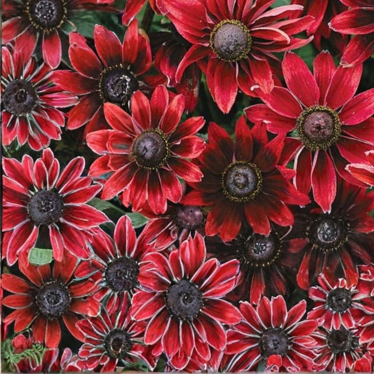 Cherry Mix Rudbeckia Seeds 125+ Annual Flower Seeds Garden Rudbeckia hirta