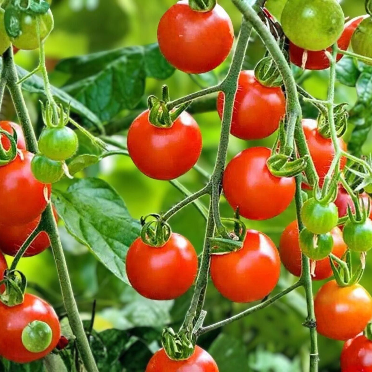 Super Sweet Tomato Seeds 50+ Non-GMO, Prolific Flavorful Heirloom Garden Vegetable Seeds Solanum lycopersicum