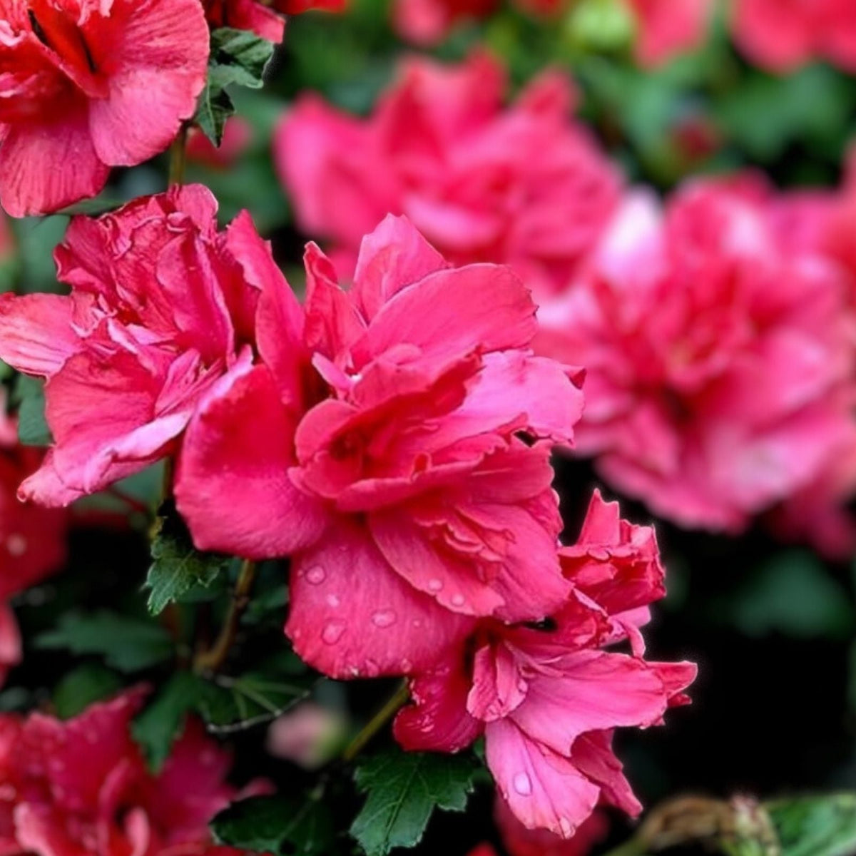 Hibiscus Syriacus Live Plant - 12-16" Bareroot Double Red Flowers - Lucy Rose of Sharon Hardy Shrub