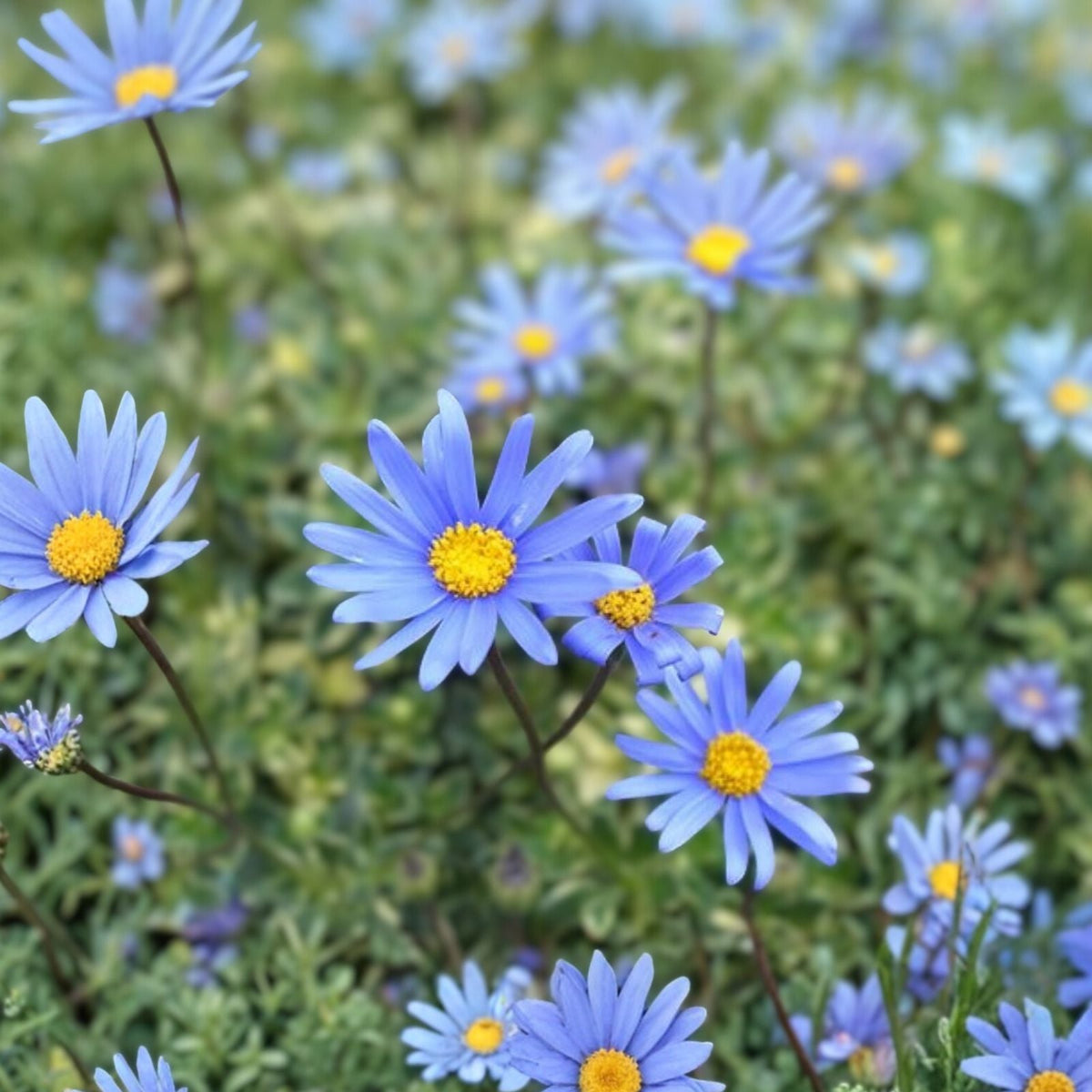Blue Daisy Perennial Plant - 15" Tall - Quart Pot - Felicia amelloides - Vibrant Blue Flowers for Garden or Landscape
