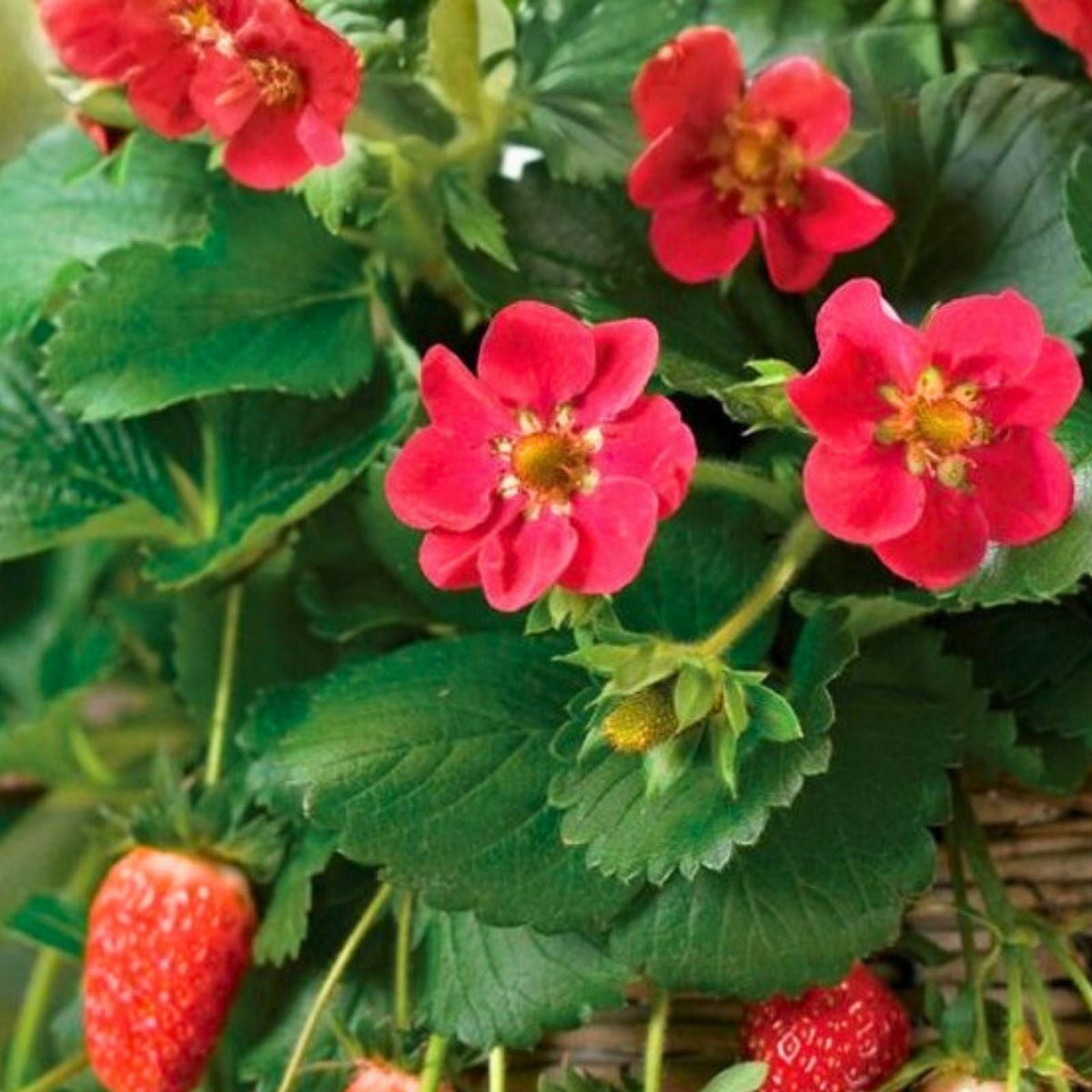 Ruby Brite Strawberry Seeds 150 or 350 Count Non-GMO Fragaria x ananassa Garden Plant Seeds
