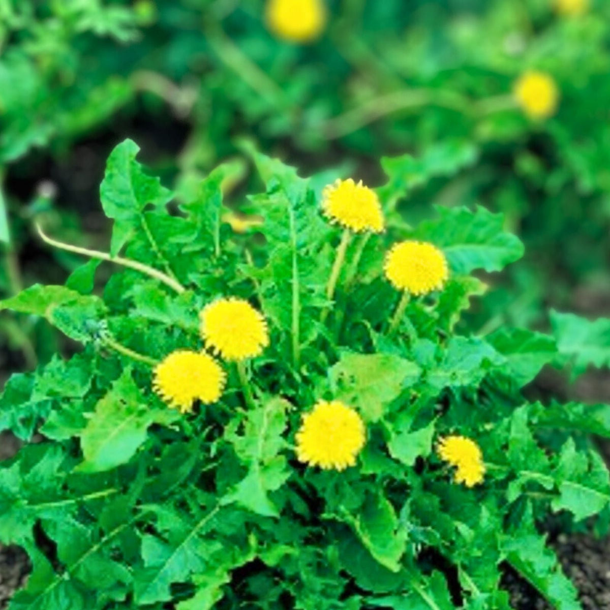 Dandelion Flower Seeds 2g Organic Non-GMO Heirloom Edible Taraxacum officinale