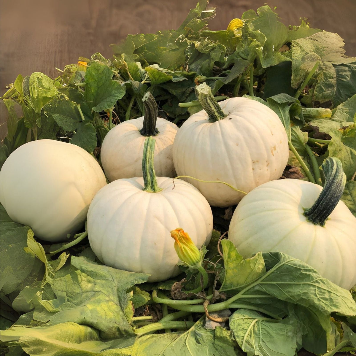 White Gold Pumpkin Seeds - 10 Pack - Cucurbita pepo - Heirloom Variety for Home Gardening
