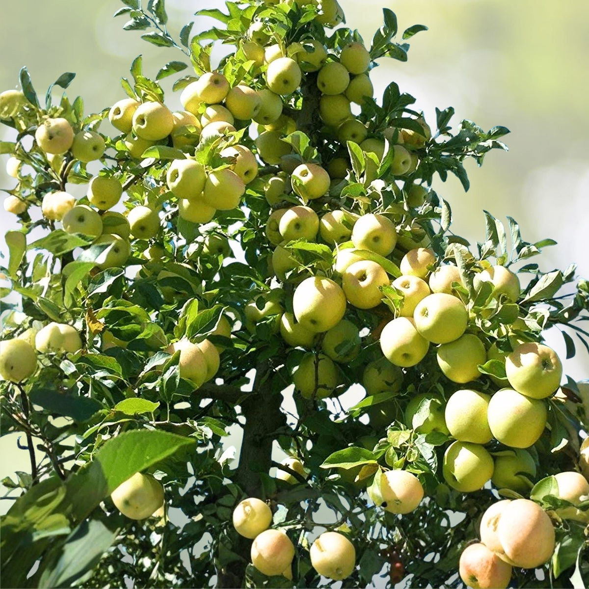 Golden Delicious Apple Tree Scions 6+1 Organic Cuttings, Unrooted, Zones 5 8, Malus domestica