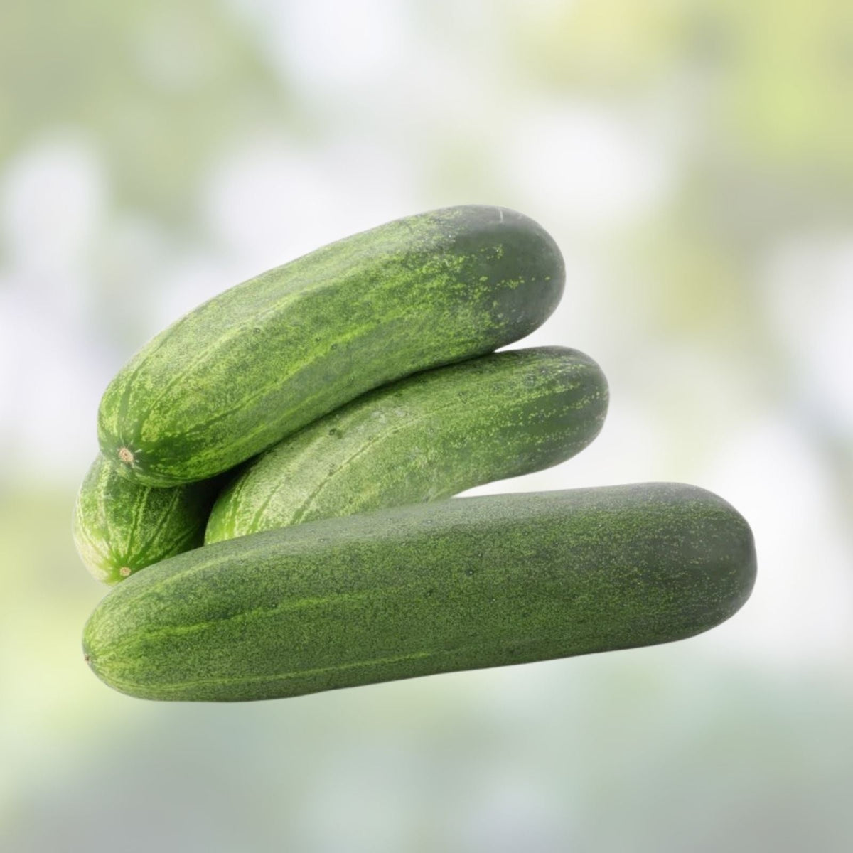 Cucumber Seeds 100 Heirloom Non-GMO Marketer Variety Cucumis sativus Garden Vegetable