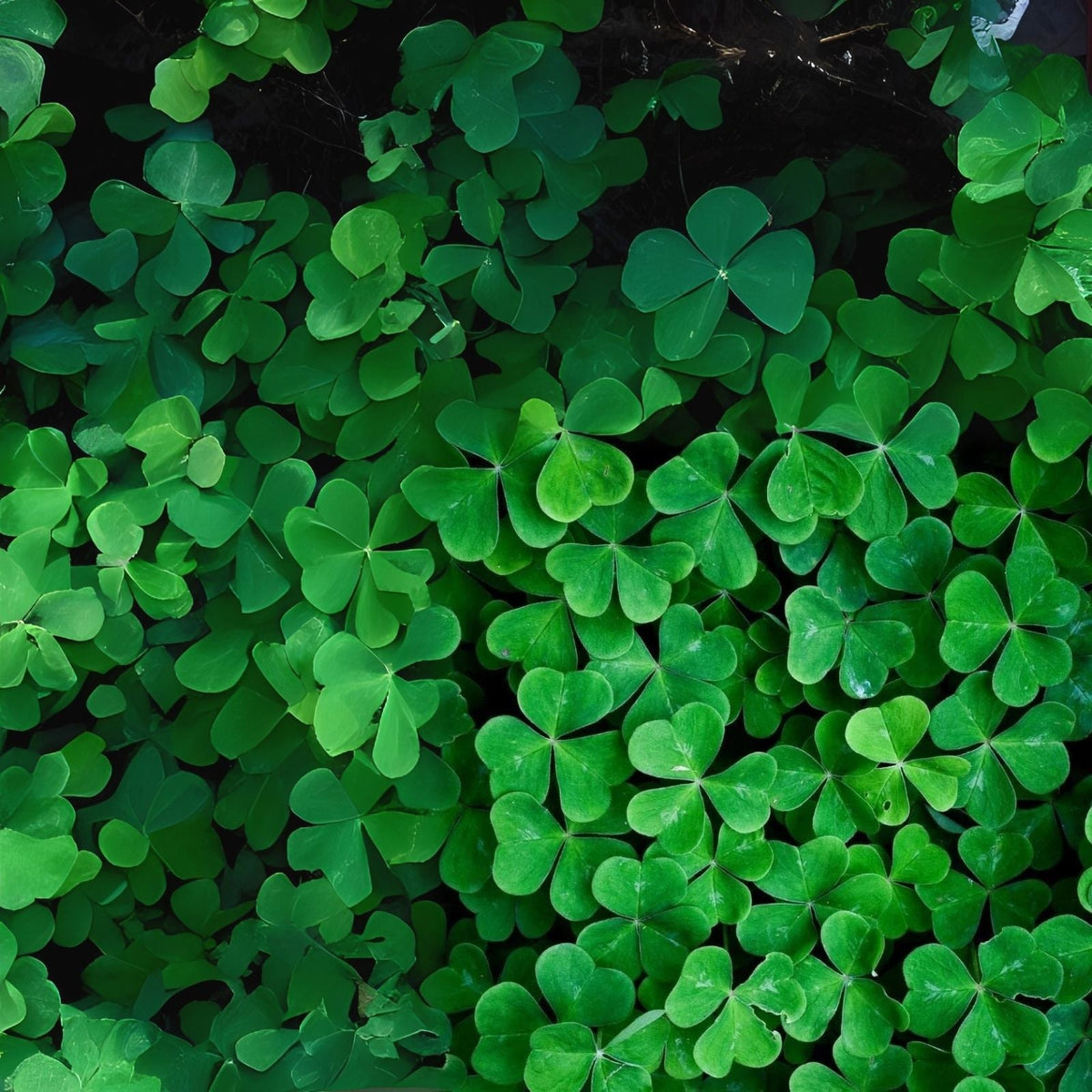 White Clover Seeds for Planting - 1,000 Easy to Grow Lucky Grass Seeds - Trifolium repens