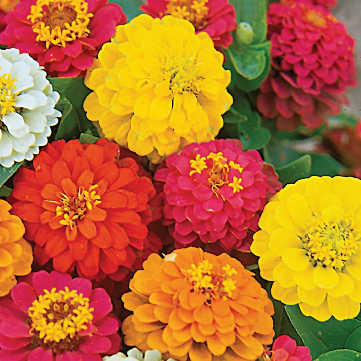 Zinnia Seeds for Planting - Meteor Shower Mix, 100 Seeds, Colorful Annual Flowers, Zinnia elegans