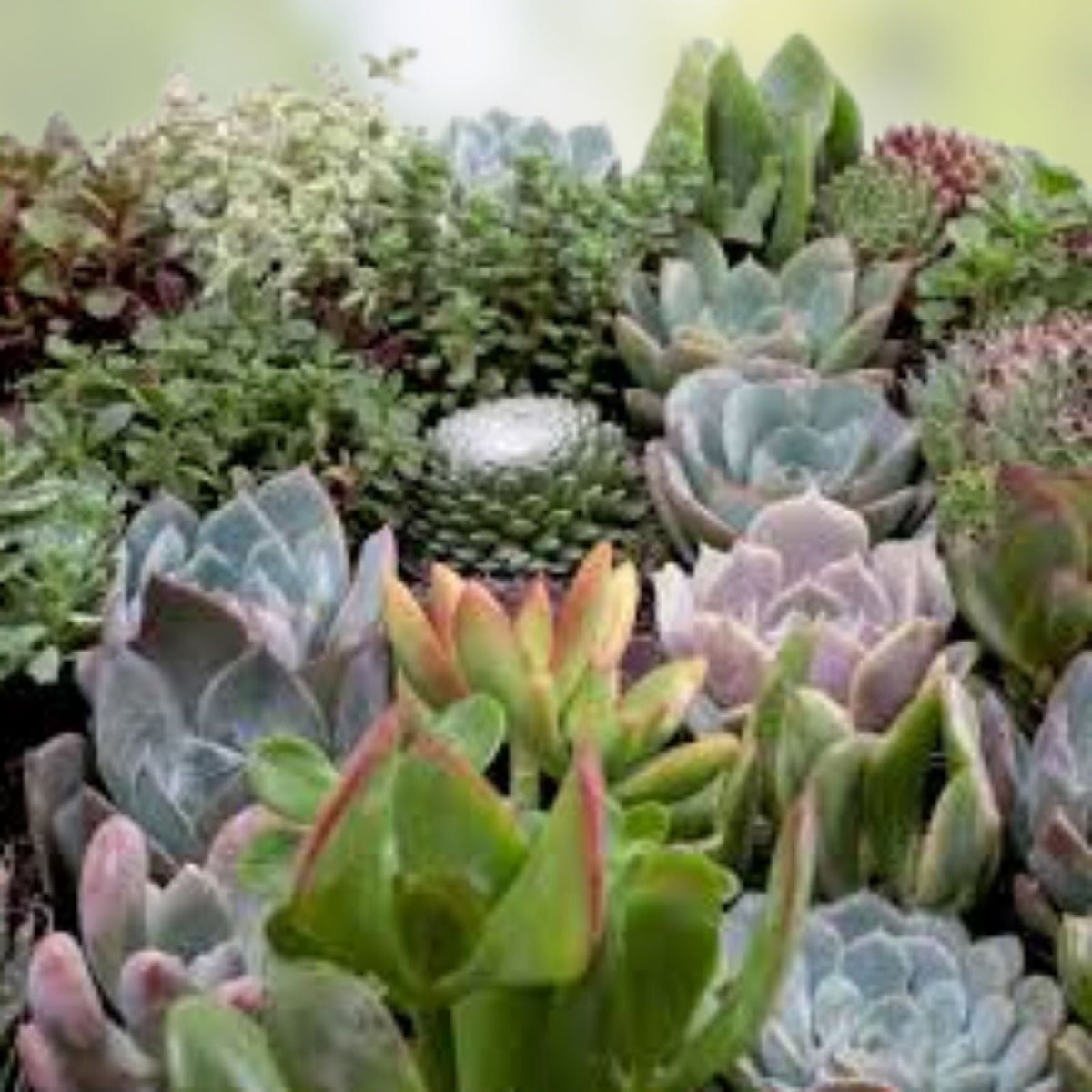 Large Succulent Cuttings 50 Pieces 25 Varieties Mixed Succulents for DIY Projects Garden Decor and Arrangements
