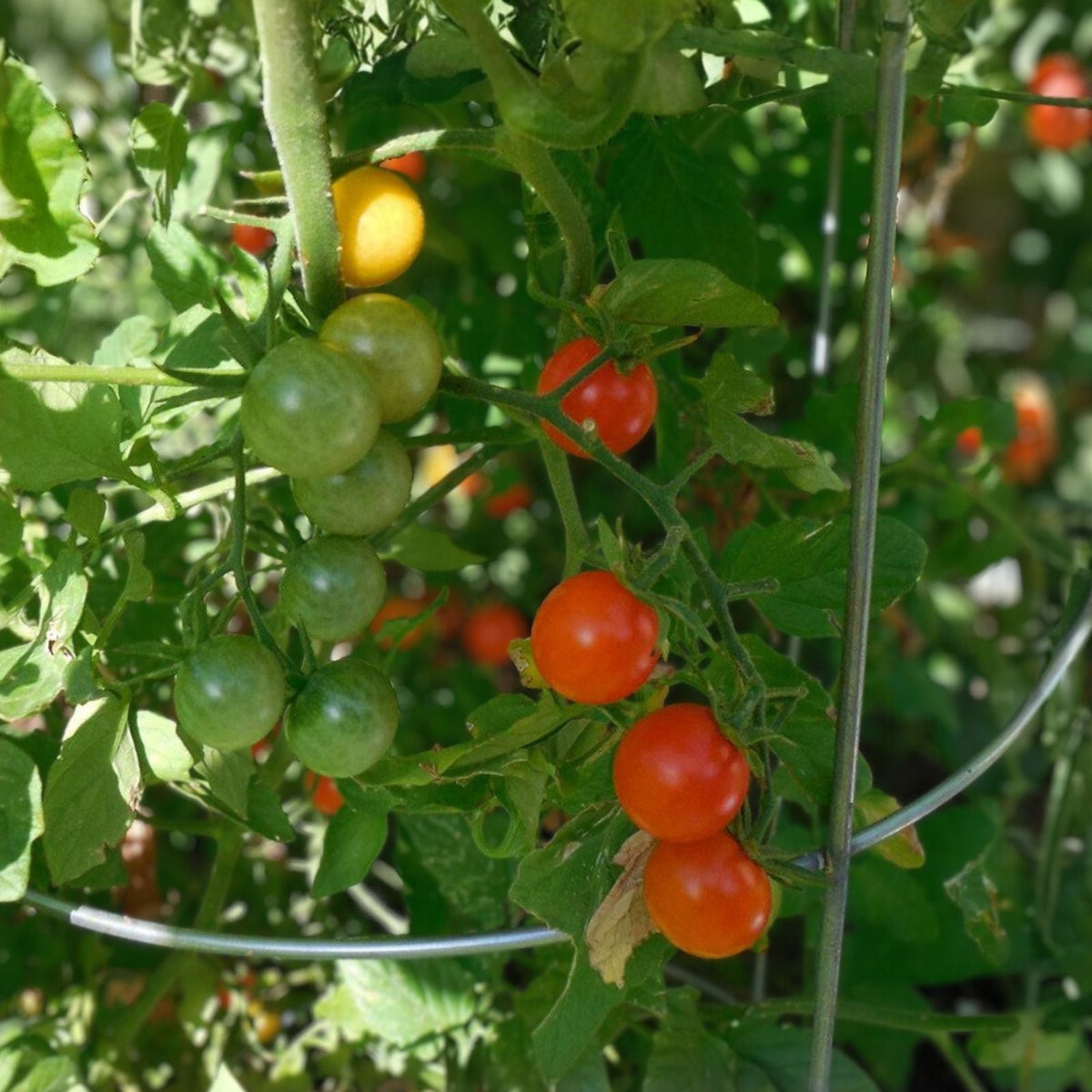 Sungold Orange Cherry Tomato Seeds - 10 Seeds - Heavy Producer - Solanum lycopersicum