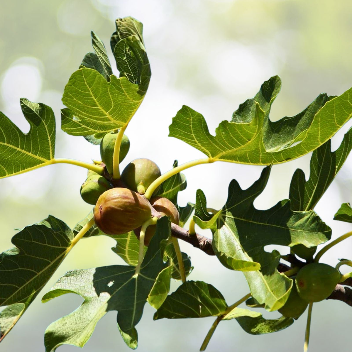 Brown Turkey Fig Tree Starter Plant 3-Pack, Ficus carica, Fruiting, Drought-Tolerant, Full Sun, Ideal for Home Garden