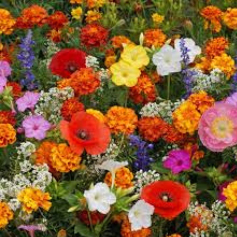 Wildflower Seed Mix 200 Organic Drought Tolerant Seeds USA Native Dryland Garden Flowers
